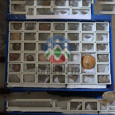 地質(zhì)標(biāo)本資料